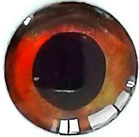 Fire red eye for crank bait blanks fishing lure